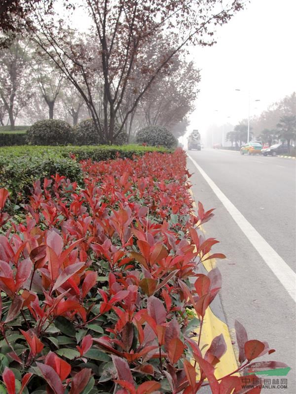 最新紅葉石楠價格報價
