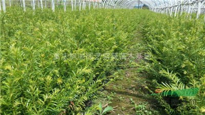 供應南方紅豆杉小苗