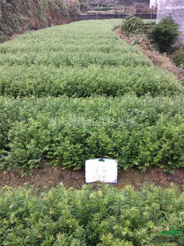 湖北紅豆杉苗/紅豆杉小苗直銷
