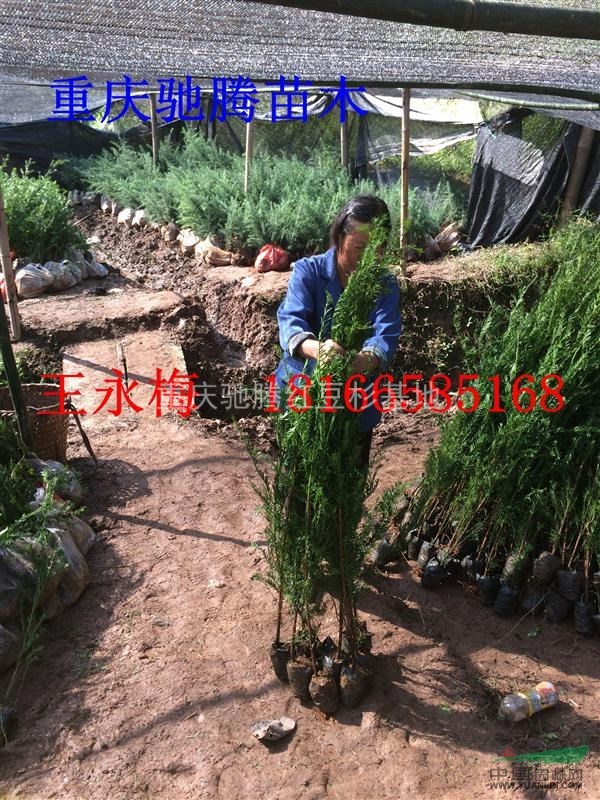 湖北紅豆杉苗/紅豆杉小苗直銷