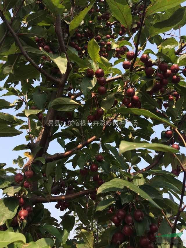 海棠紫色王子
