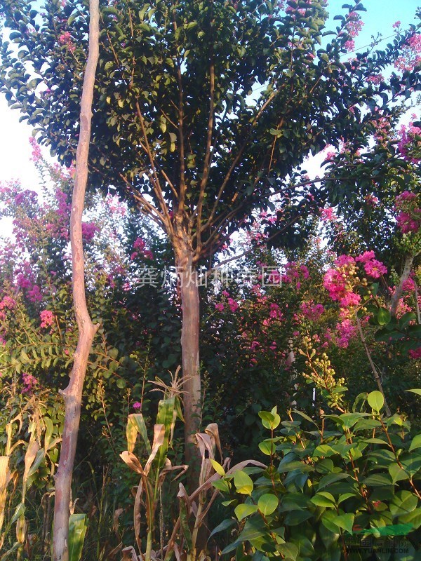本園紫薇花木場，在岳麓區(qū)含浦社區(qū)