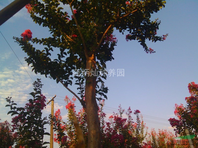本園紫薇花木場，在岳麓區(qū)含浦社區(qū)