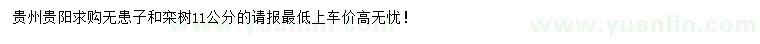 求購11公分無患子、欒樹