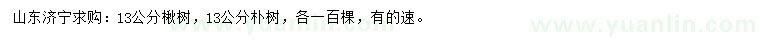 求購13公分楸樹、樸樹