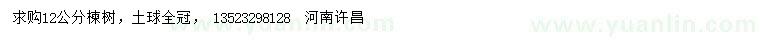 求購12公分楝樹