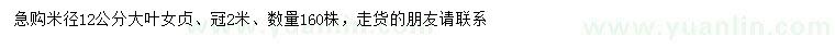 求購米徑12公分大葉女貞