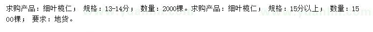 求購13-15公分以上細葉欖仁