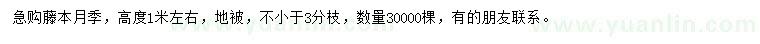 求購(gòu)高1米藤本月季