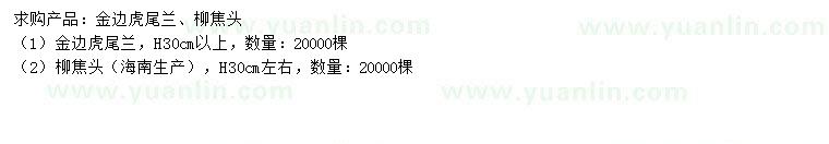 求購高30公分以上金邊虎尾蘭、柳焦頭