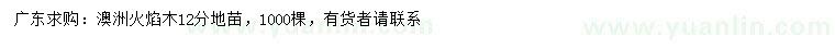 求購12公分澳洲火焰木