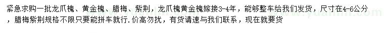 求購(gòu)龍爪槐、黃金槐、臘梅等
