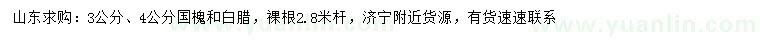 求購3、4公分國槐、白蠟