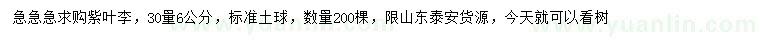 求購30量6公分紫葉李