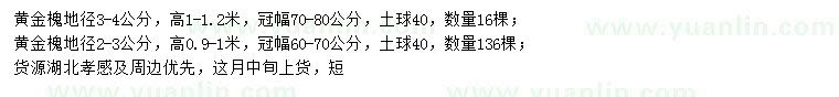 求購地徑3-4公分、2-3公分黃金槐