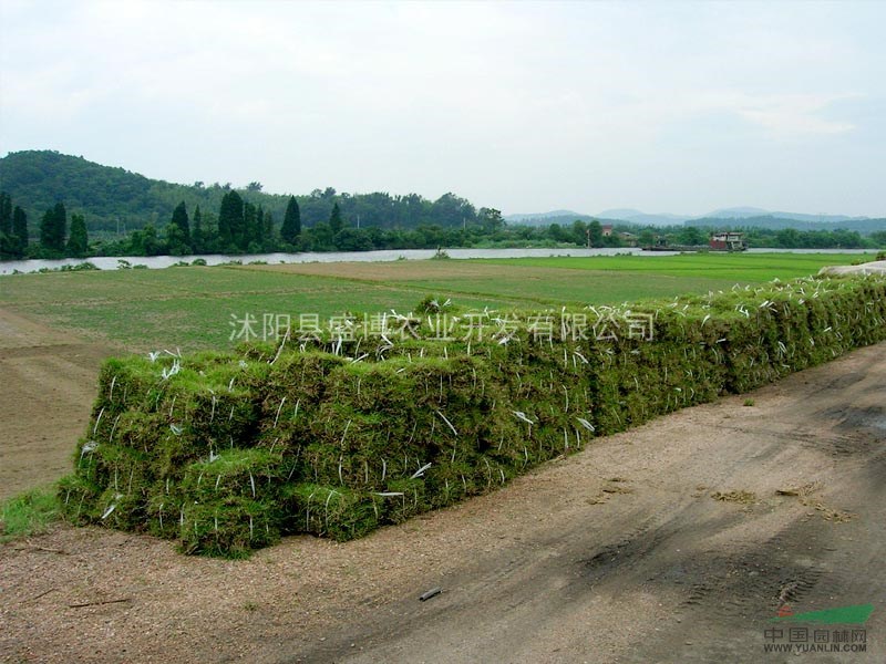 山東草坪價格 馬尼拉草坪 批發(fā)草坪