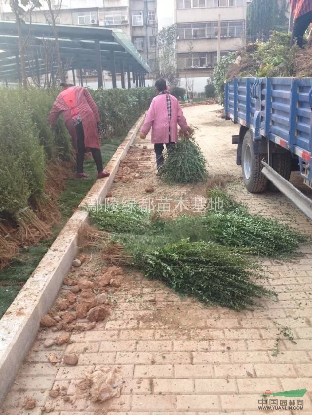 售：小叶女贞，金叶女贞，瓜子黄杨，金边黄杨，连翘，红瑞木