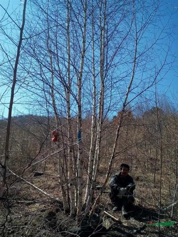 供應(yīng)：叢生白樺，白樺小苗，單株白樺，紫樺，批發(fā)價格