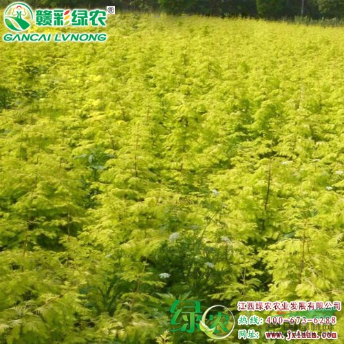 金葉水杉 金葉水杉圖片 水杉小苗價格 園林彩化綠化樹 