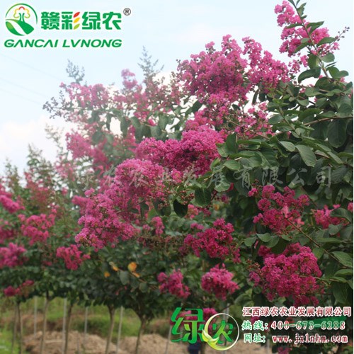 速生玫紅紫薇 紅花大葉紫薇品種 玫紅紫薇價格 速生品種 