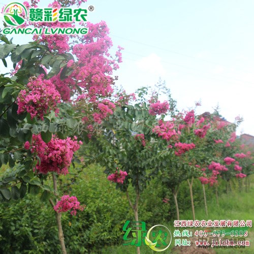速生玫紅紫薇 紅花大葉紫薇品種 玫紅紫薇價格 速生品種 