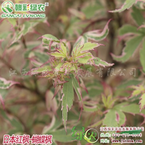 日本紅楓蝴蝶楓 蝴蝶楓小苗 蝴蝶楓價格 彩化綠化樹 江西綠農