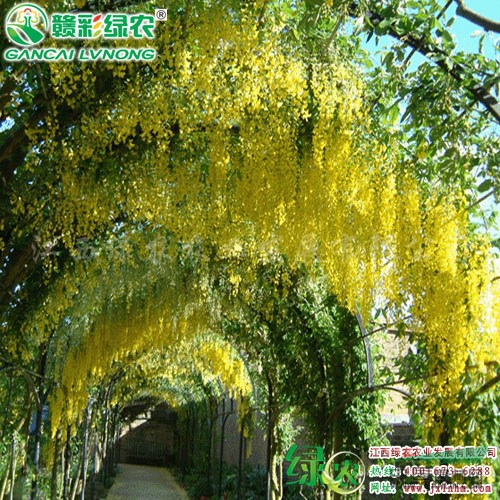 蘇格蘭金鏈樹 享有妖精之稱的優(yōu)良觀花樹 金鏈樹小苗價(jià)格 江西
