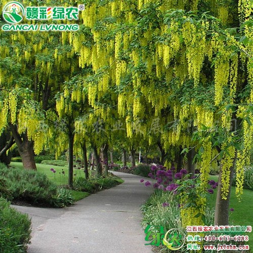 蘇格蘭金鏈樹 享有妖精之稱的優(yōu)良觀花樹 金鏈樹小苗價(jià)格 江西
