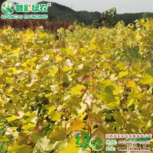 歐洲金葉楊 楊樹(shù)小苗價(jià)格 金葉楊圖片 彩葉行道樹(shù) 江西綠農(nóng)