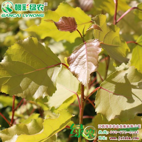 歐洲金葉楊 楊樹(shù)小苗價(jià)格 金葉楊圖片 彩葉行道樹(shù) 江西綠農(nóng)