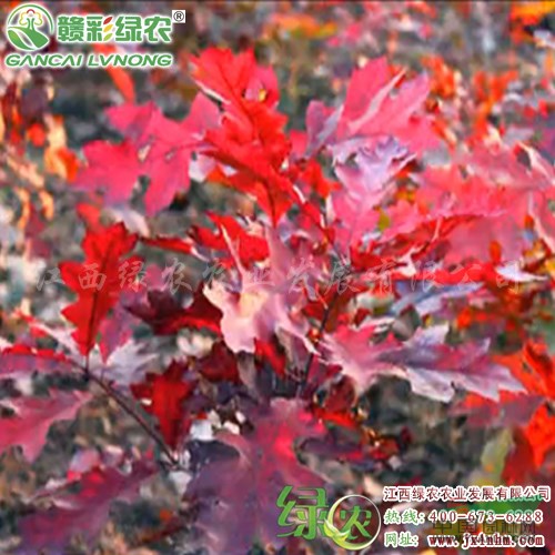 火焰紅櫟 紅葉時間長櫟樹 櫟樹小苗價格 紅櫟新品種 江西