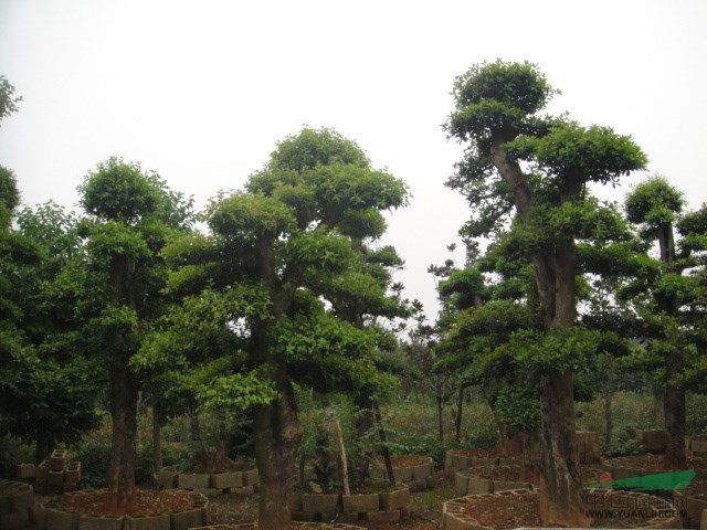 造型石楠,造型欏木石楠,湖南欏木石楠,精品造型石楠,移栽石楠