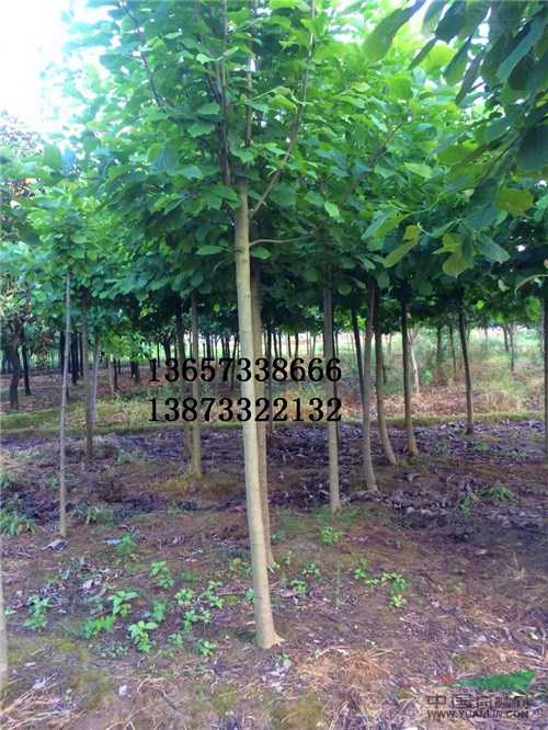 湖南綠化苗木基地批發(fā)瀏陽柏加苗木、柏加桂花、瀏陽造型羅漢松