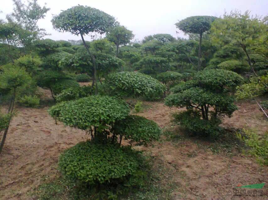 河南.洛陽.偃師市大葉黃楊基地