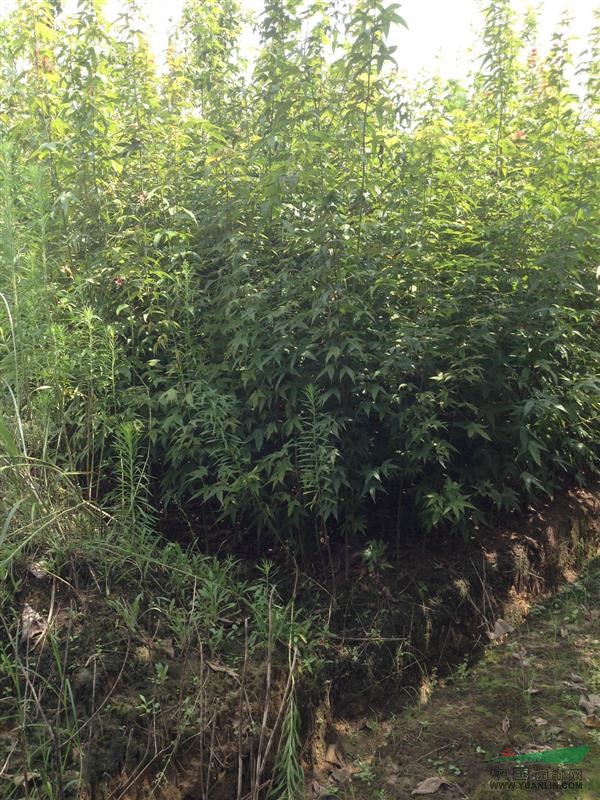 青楓小苗圖片\青楓小苗報價
