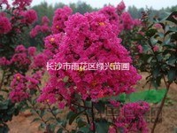 1米美國紫薇，50公分紫葉紫薇，紅花紫薇苗，紫薇新品種