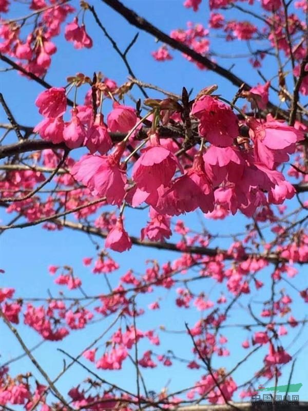 江西山櫻花種子/江西山櫻花小苗