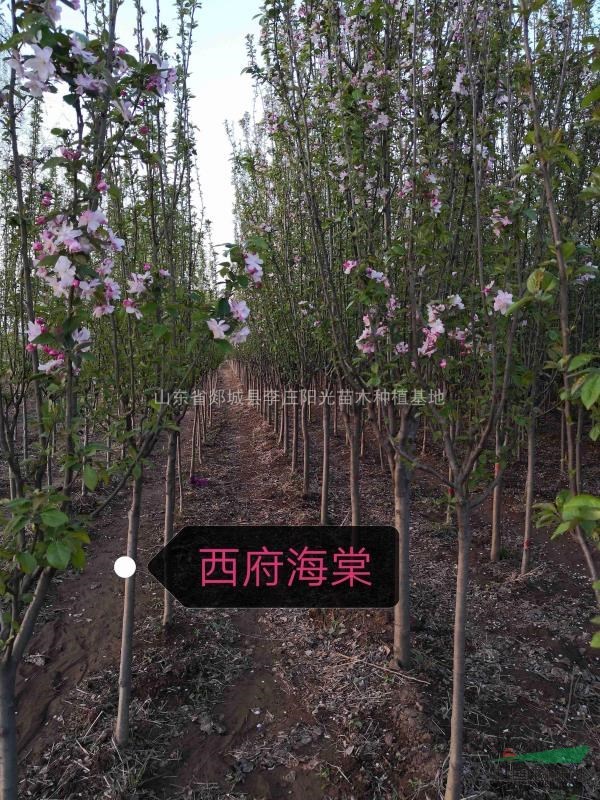 西府海棠
