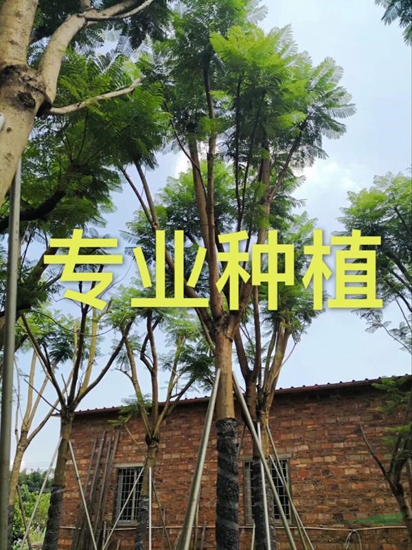 蓝花楹价格 蓝花楹怎么种植 漳州蓝花楹 福建蓝花楹  