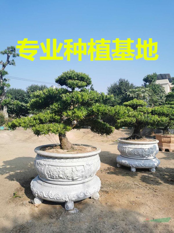 罗汉松盆景 罗汉松价格 造形罗汉松