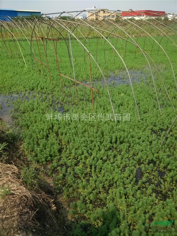 浙江大量供應(yīng)沉水植物眼子菜，金魚藻，狐尾藻，聚草，苦草等等。