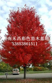 錫林郭勒盟紅點(diǎn)美國(guó)紅楓|綠化喬木美國(guó)紅楓|浙江美國(guó)紅楓基地