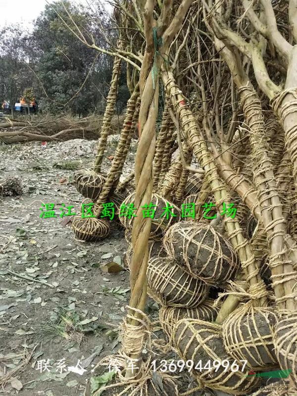 蜀綠苗木供應(yīng)四川造型紅花紫薇-扭合式造型紫薇-麻花型造型紫薇