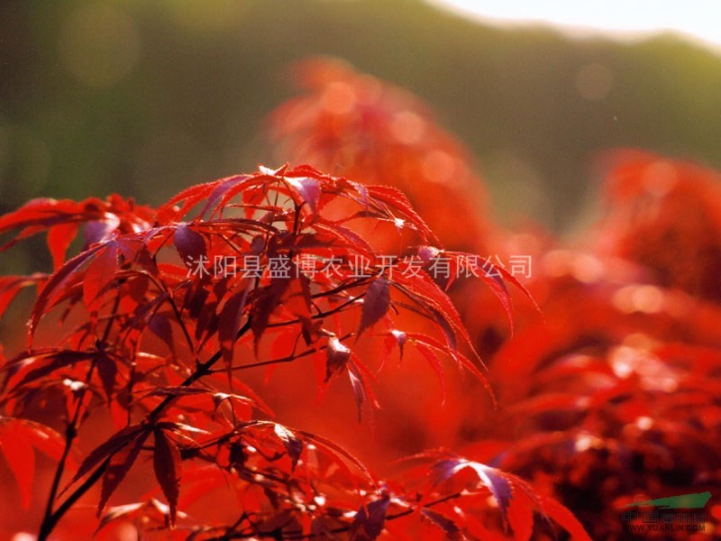 紅楓樹苗 紅楓樹苗價(jià)格 最新紅楓樹苗報(bào)價(jià)