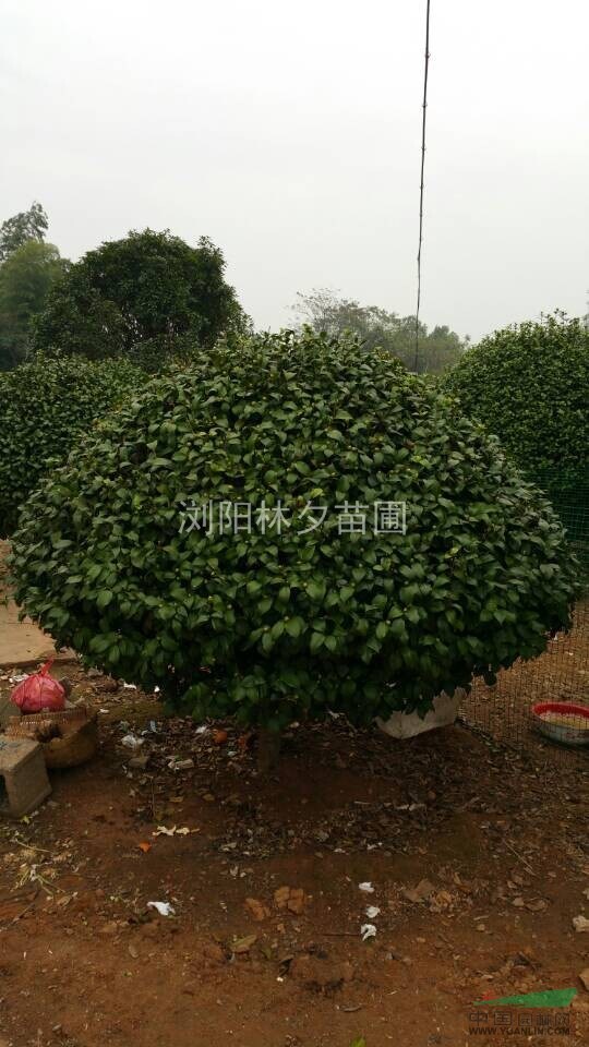 茶花樹，茶花小苗，湖南茶花