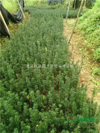 曼地亞紅豆杉插苗施肥,曼地亞紅豆杉小苗栽植