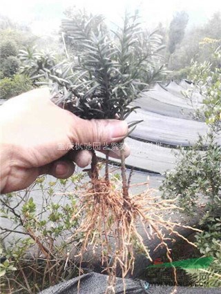 供應(yīng)曼地亞紅豆杉小苗、南方紅豆杉樹