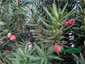 曼地亞紅豆杉小苗,南方紅豆杉小苗重慶曼地亞紅豆杉小苗基地