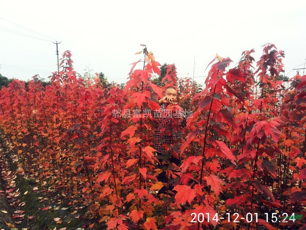 美國(guó)紅楓 十月光輝 夕陽(yáng)紅扦插苗