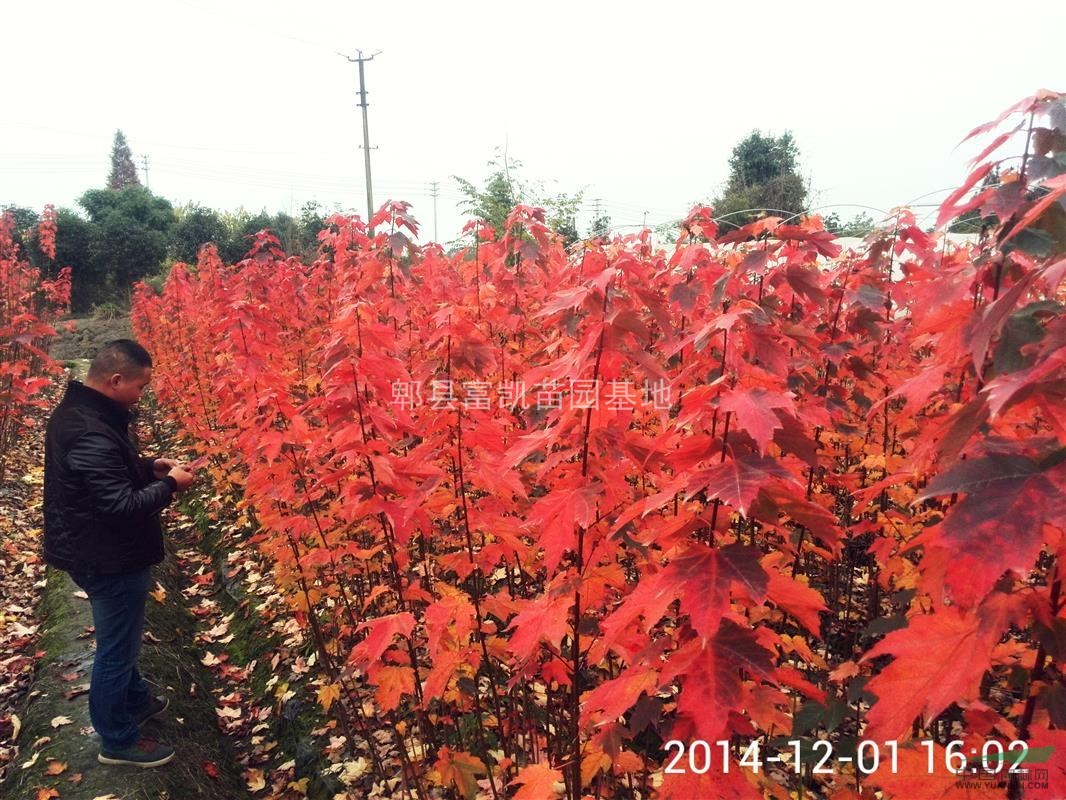 美國(guó)紅楓 十月光輝 夕陽(yáng)紅扦插苗